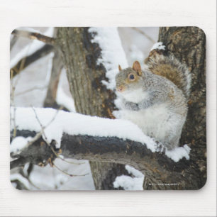 Mousepad EUA, New York, Nova Iorque, assento do esquilo