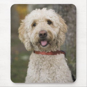 Mousepad EUA, Nova Inglaterra, Massachusetts, Reading,