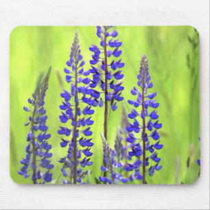 Mousepad EUA, Oregon, Floresta Nacional de Mt. Hood, Lupino