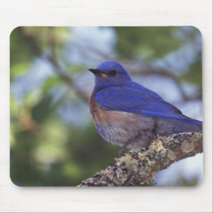 Mousepad EUA, Oregon. Macho de Azulinho-ocidental