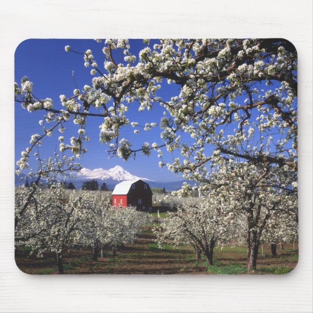 Mousepad EUA, Oregon, Vale do Rio Hood, Pomar de peras (Frente)