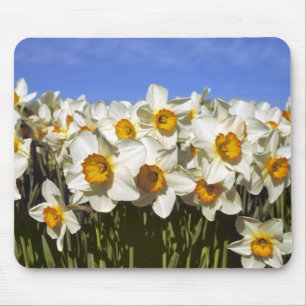 Mousepad EUA, Oregon, Vale do Willamette. Narcisos crescem