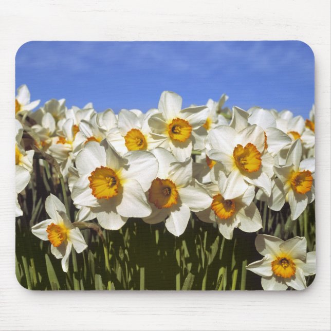 Mousepad EUA, Oregon, Vale do Willamette. Narcisos crescem (Frente)