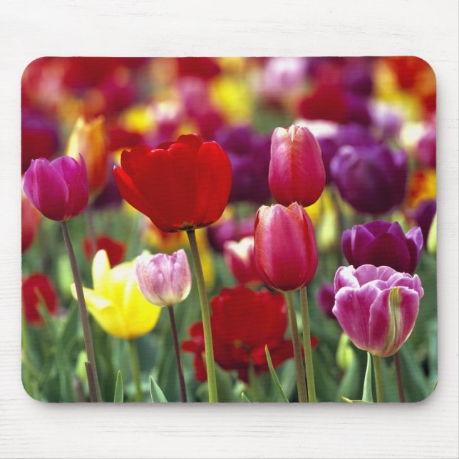 Mousepad EUA, Oregon, Vale Willamette. Linda (Frente)
