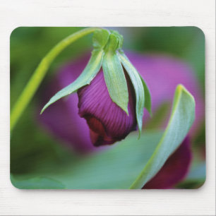 Mousepad EUA, Pensilvânia. Broto de flor se abrindo na prim