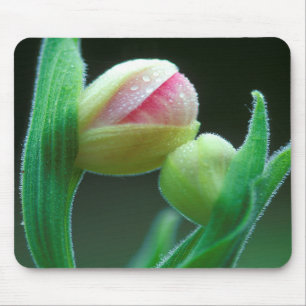Mousepad EUA, Pensilvânia. Close-up do botão da flor