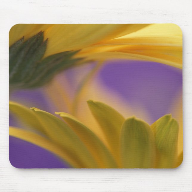 Mousepad EUA, Pensilvânia. Gerbera Daisies amarelas, close (Frente)