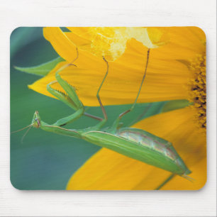 Mousepad EUA, Pensilvânia. Mantídea feminina