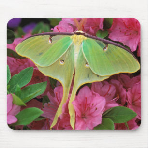 Mousepad EUA, Pensilvânia. Mariposa-luna em clematite rosa