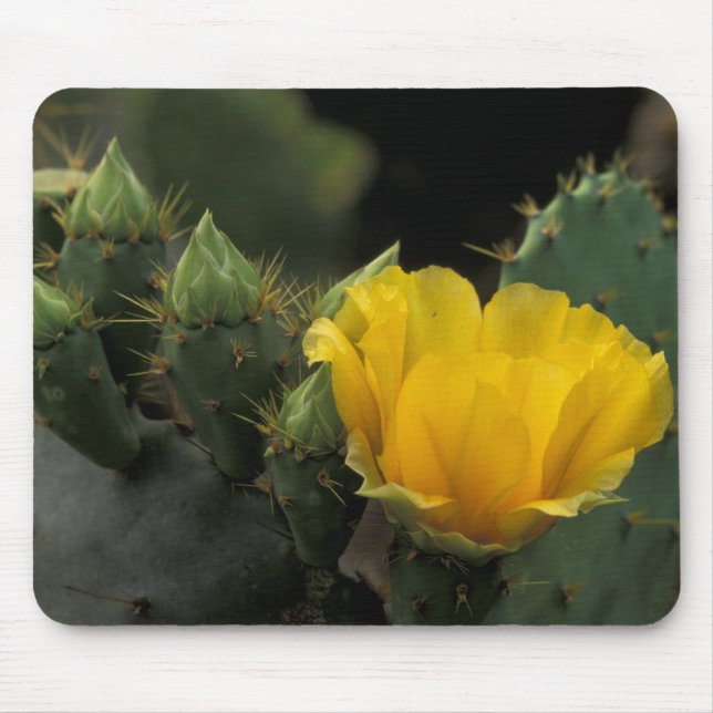 Mousepad EUA, Texas, Cacto de Pera Espinhosa em flor. (Frente)