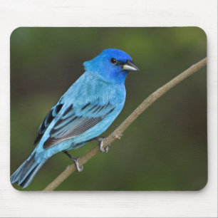 Mousepad EUA, Texas, South Padre Island