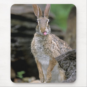 Mousepad EUA, Texas, Vale do Rio Grande. Deserto selvagem