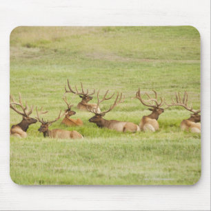 Mousepad EUA, Utá, grupo de alces do touro (canadensis do
