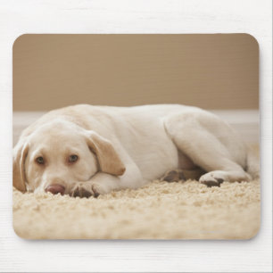 Mousepad EUA, Utá, Lehi, retrato de Labrador amarelo
