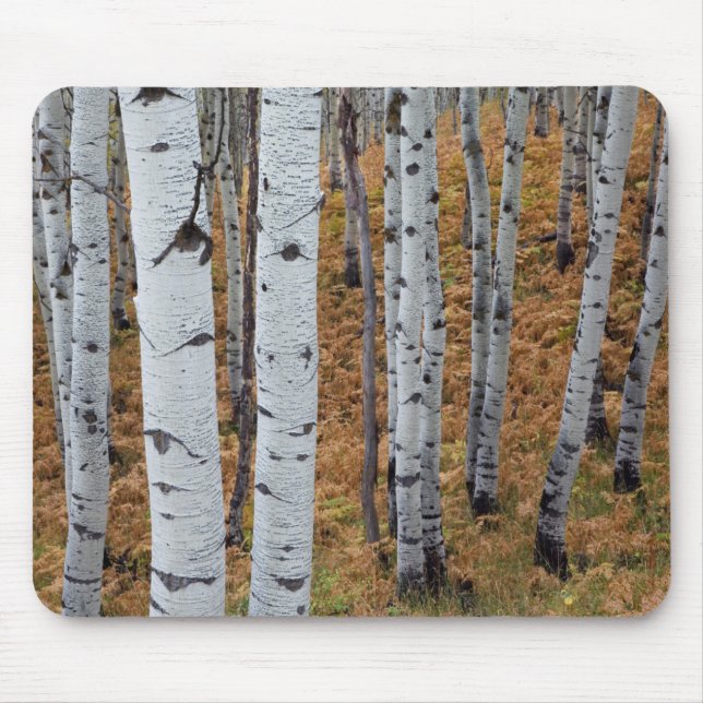 Mousepad EUA, Utah, Floresta Nacional Uinta-Wasatch-Cache 2 (Frente)
