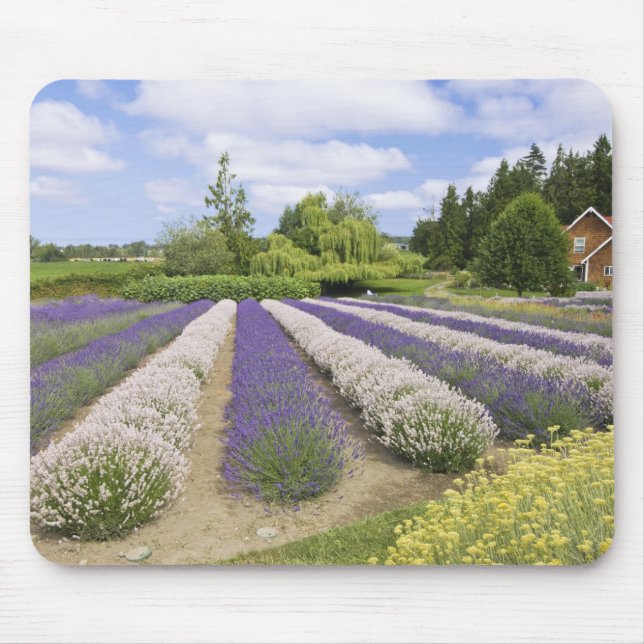 Mousepad EUA, WA, Sequim, Purple Haze Lavender Farm (Frente)