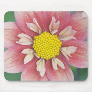 Mousepad EUA, Washington, Bellevue, Jardim Botânico de Bell