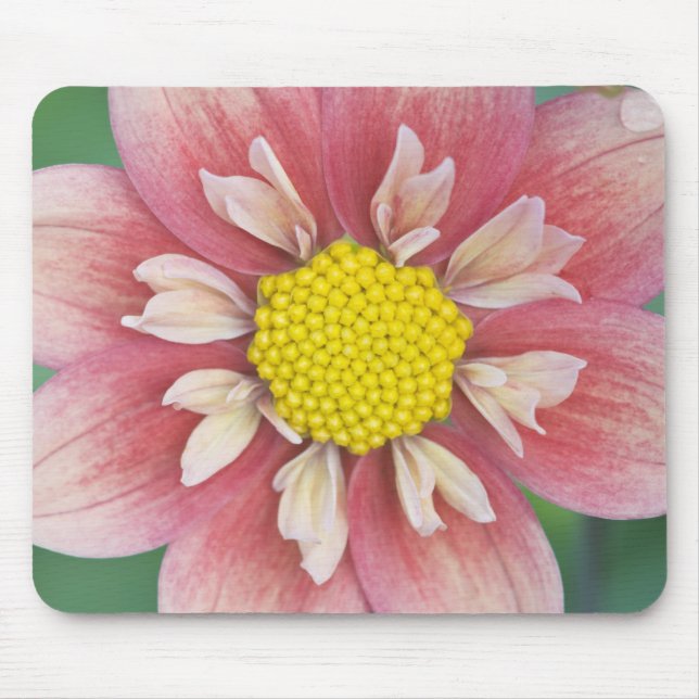 Mousepad EUA, Washington, Bellevue, Jardim Botânico de Bell (Frente)