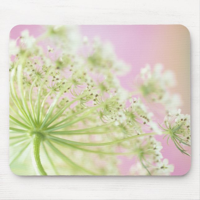 Mousepad EUA, Washington, close-up of vaca parsnip (Frente)