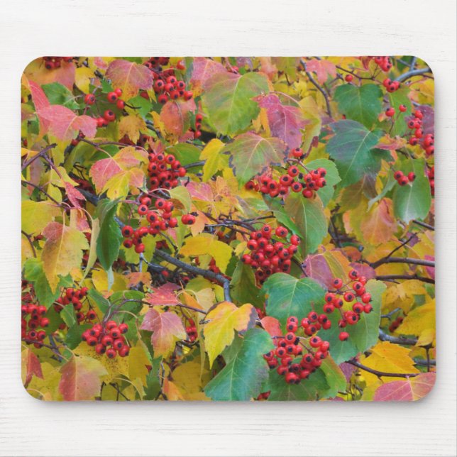 Mousepad EUA, Washington, Condado de Spokane, Folhas de Esp (Frente)