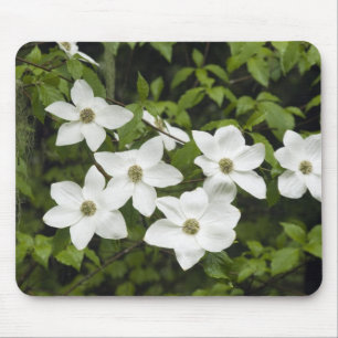 Mousepad EUA, Washington, Cornus do Pacífico, Cornus