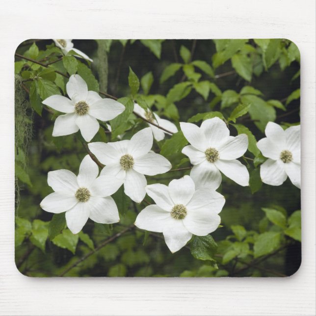 Mousepad EUA, Washington, Cornus do Pacífico, Cornus (Frente)