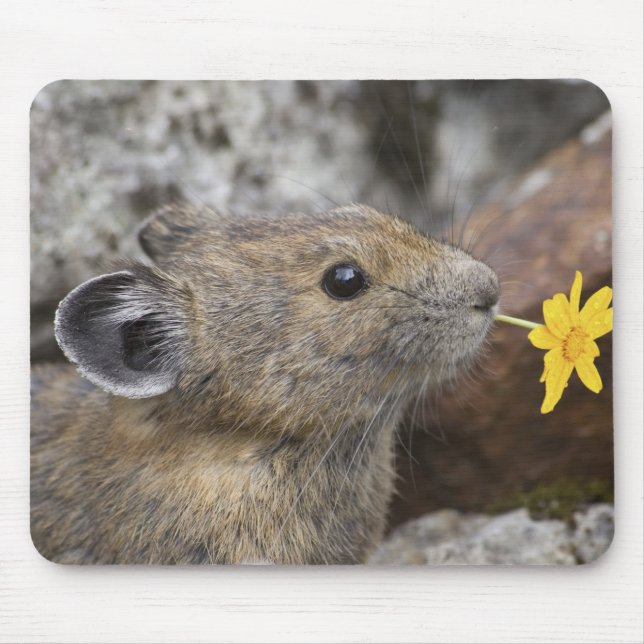 Mousepad EUA, Washington, Parque Nacional North Cascades, (Frente)