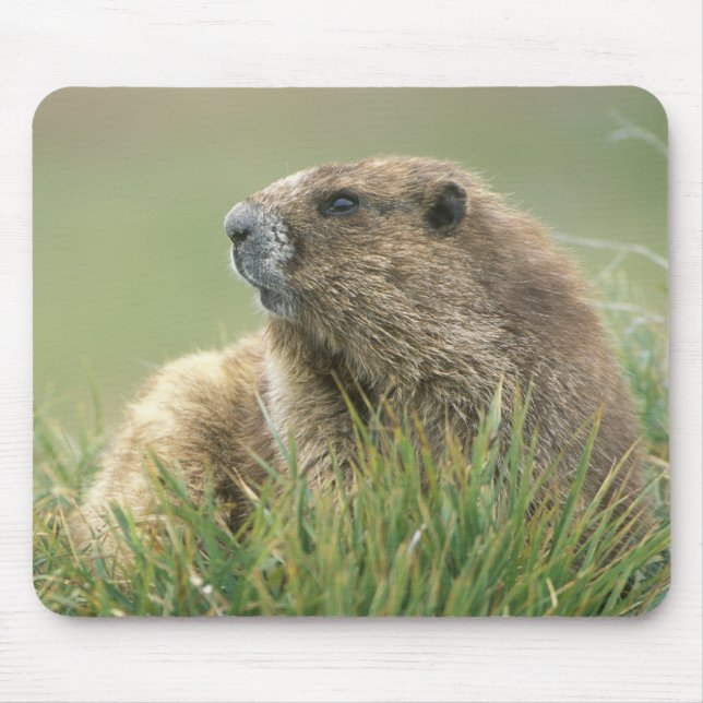 Mousepad EUA, Washington, Parque Nacional Olímpico, Marmota (Frente)