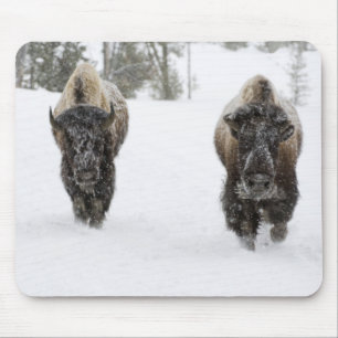Mousepad EUA, WY, Yellowstone NP, American Bison (Bison)