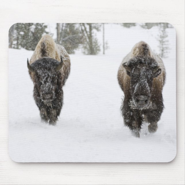 Mousepad EUA, WY, Yellowstone NP, American Bison (Bison) (Frente)