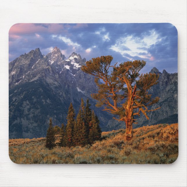 Mousepad EUA, Wyoming, Grand Teton NP. Um cedro solitário (Frente)