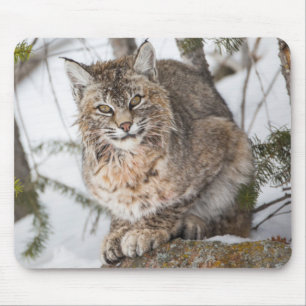 Mousepad EUA, Wyoming, Parque Nacional de Yellowstone, Linc