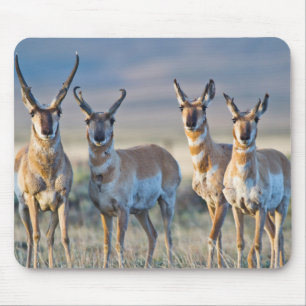 Mousepad EUA, Wyoming, Quatro antílopes americanos machos