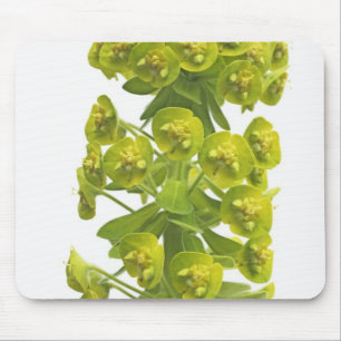 Mousepad Eufórbio