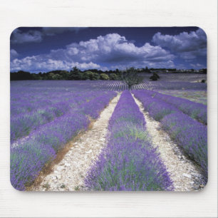 Mousepad Europa, França, Provença. Campos de lavanda