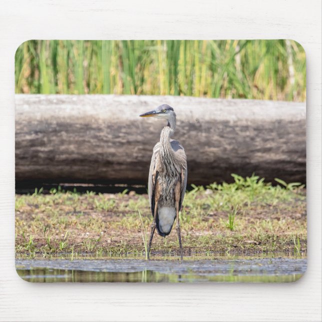 Mousepad Excelente Blue Heron no lago Champlain (Frente)