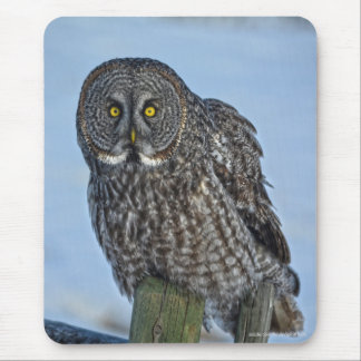 Mousepad Excelente Cinza Coruja e Raptor de Neve