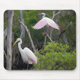 Mousepad Excelente Egret Dominance Sobre Roseate Spoonbill.