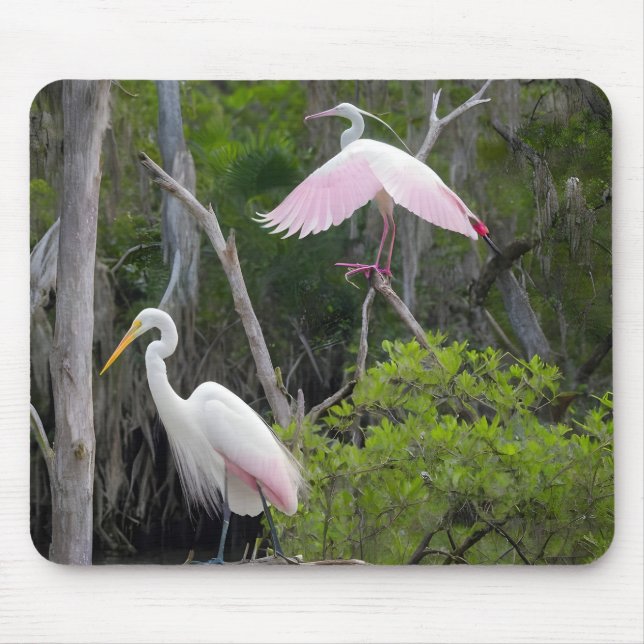 Mousepad Excelente Egret Dominance Sobre Roseate Spoonbill. (Frente)