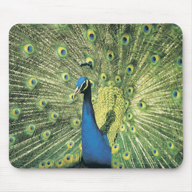 Mousepad Exibição de Peacock (Frente)