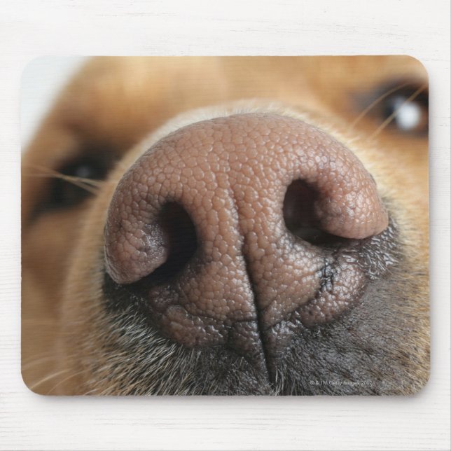 Mousepad Extreme close de um nariz de cão. (Frente)