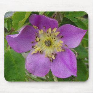Mousepad F13 Rosa Espinhosa Rosa Silvestre de Alberta