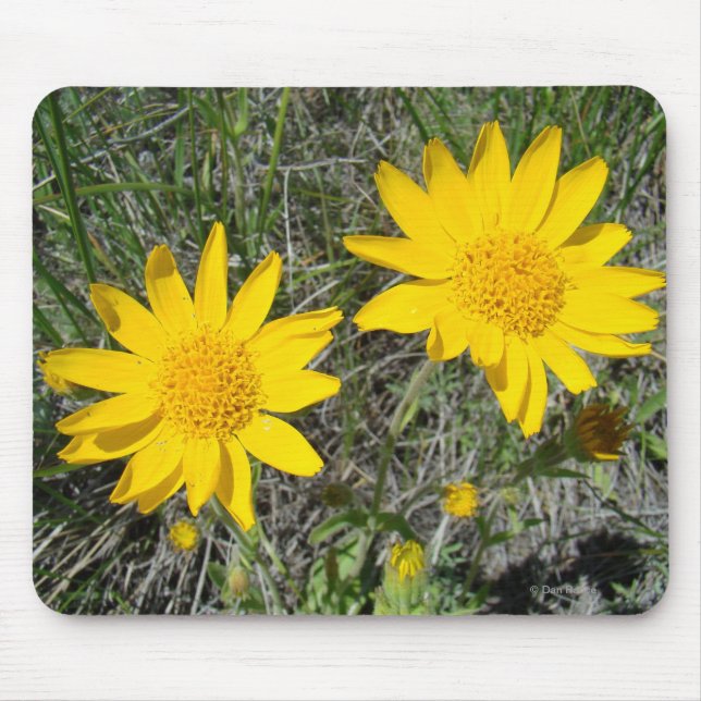 Mousepad F15 Flores Silvestres Amarelas Sneezeweed (Frente)