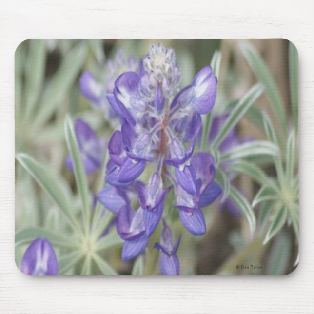 Mousepad F18 Flor selvagem púrpura Lupina anual (Frente)