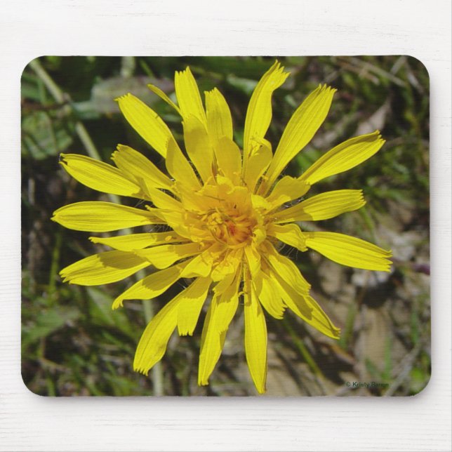 Mousepad F21 Flor Amarela de Campo Crepis Tectorum (Frente)