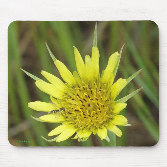 Mousepad F41 Flor Amarela Selvagem Barba-de-Bode (Frente)