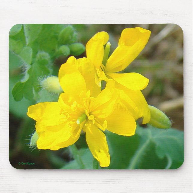 Mousepad F44 Flores silvestres amarelas Mostarda selvagem (Frente)