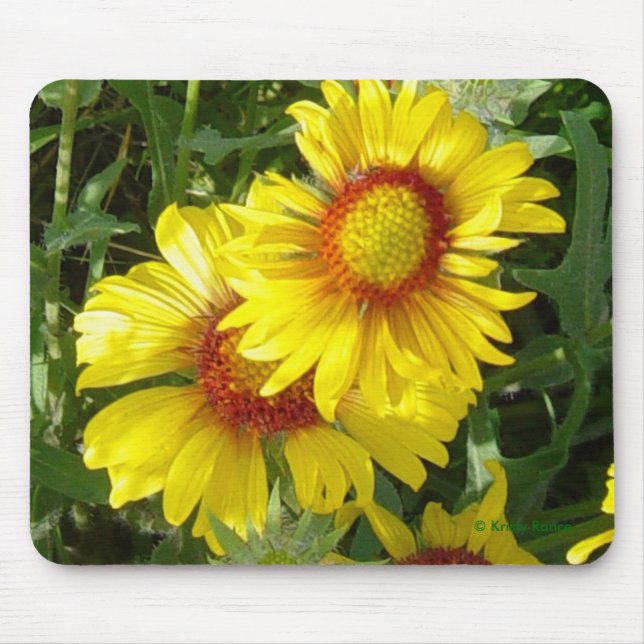 Mousepad F6 Flores Silvestres Amarelas Gaillardia (Frente)