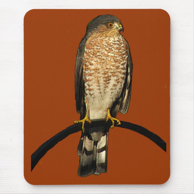 Mousepad falcão Afiado-shinned (Frente)