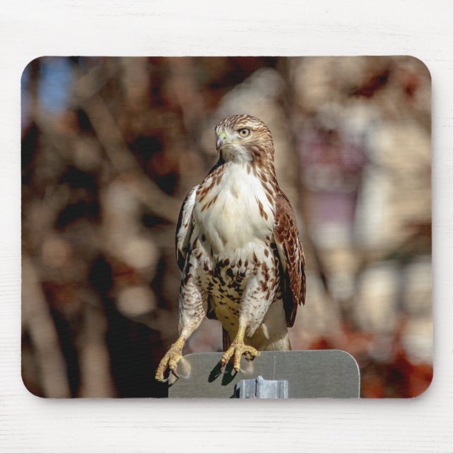 Mousepad Falcão-de-cauda-vermelha imaturo (Frente)